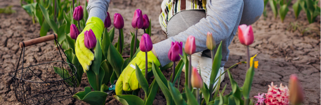 A gardener planting tulips.